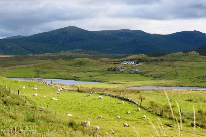 Isle of Lewis with Sheep