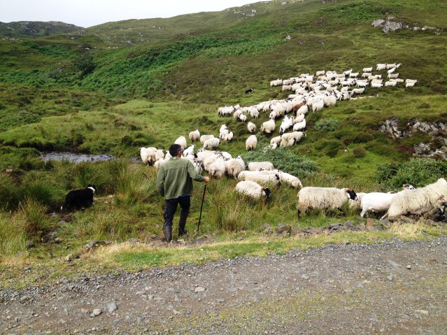 Shepherd and Sheep Dog