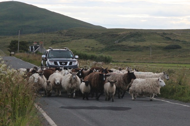 Passing Place cattle in road