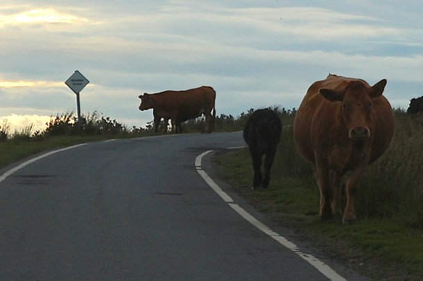 Passing Place with Cows